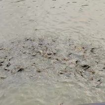 黄颡鱼