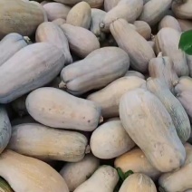 南瓜蜜本