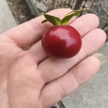 金弹子挂果树桩树苗盆栽花卉