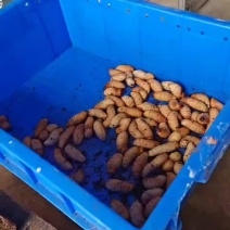 养殖竹笋虫
