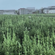 北海道黄杨