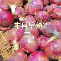 洋葱
