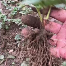 越雪妃草莓苗四季白草莓苗基地直发假一赔十