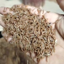 黄粉虫，虫沙