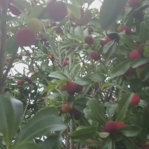 云南荸荠，东魁杨梅。