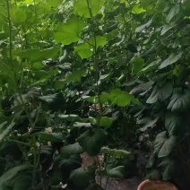 本地现摘菜瓜，无催熟自然熟，生吃凉拌都一绝