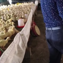 脱温鹅苗
