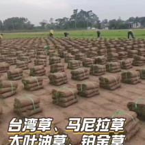 绿化草皮、高尔夫草皮、草茎