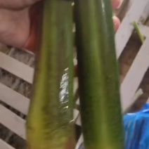 茭白大量上市精品电商都有量欢迎订购