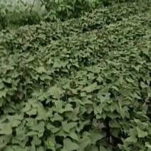 西瓜红，红薯苗