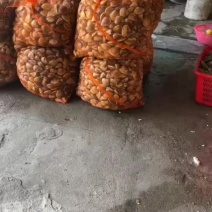 文蛤，车螺，沙白
