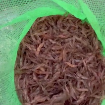 淡水小河虾