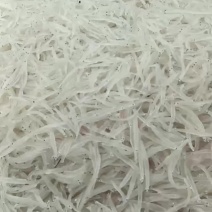 淡水银鱼