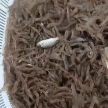 鲜活淡水小河虾