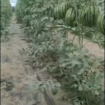 山东大棚麒麟西瓜