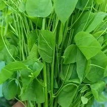 赤苍滕货源充足价格美丽诚信合作欢迎来电咨询