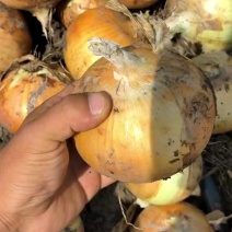 精品黄皮洋葱现货可发产地一手货源质量保障