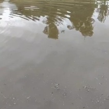 野生鳝鱼