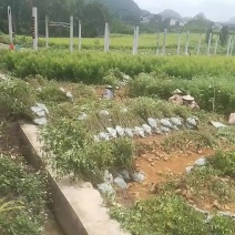 青花椒袋苗