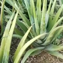 芦荟叶片，罐头厂，食用