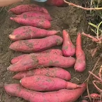 西瓜红蜜薯