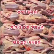 鸽子乳鸽原粮冰鲜冷冻