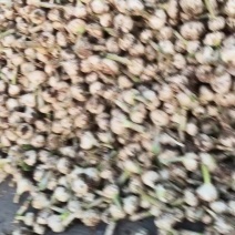 白皮鲜蒜