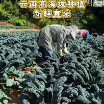 羽麒麟皱叶菜鲜叶源头直供