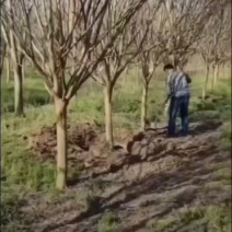 产地直销10公分紫薇