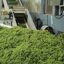 高山茶园自家霉茶
