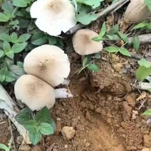 野生鸡纵现摘现发。