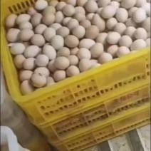 精品农家土鸡蛋粉壳的出超市个人有需要的电话联系我吧
