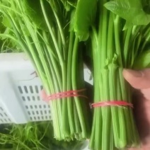 龙须菜精品