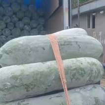 【推荐】安徽精品长白条冬瓜瓜霜足条形直大批量供货