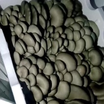 甘肃天祝平菇肉厚颜色正点