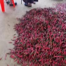海南小米椒