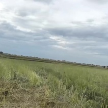 油菜籽