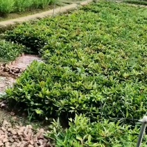 岭南山竹苗