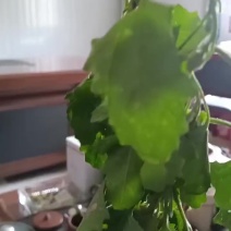 灰灰菜大量供应