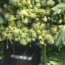 雪里蕻精品雪里红，量大质优货源稳定诚信经营，欢迎来电