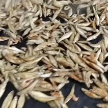 常年批发各种火焙鱼