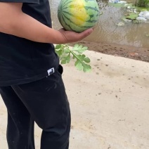 精品台头西瓜
