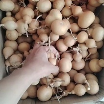 小美葫芦