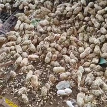 本地花生大量上市，有老板要请联系我。