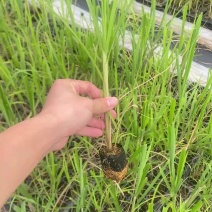 粤翠一代脱毒甘蔗苗组培苗直种苗基地直供优质青皮黄皮黑皮
