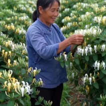 平邑金银花茶250g散装天然特纯级茶叶泡水搭配组合菊花清