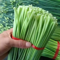精品耐寒韭苔，品质保证安需求包装发货一手货源。