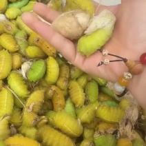 柞蚕活体古荣蚕老公蛋入茧带丝蚕无屎高蛋白