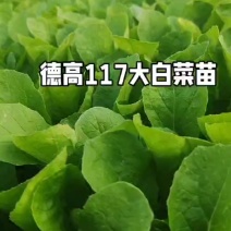 德高117大白菜苗