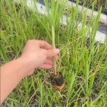 粤翠一代组培苗甘蔗苗直种苗基地直供青皮黄皮黑皮优质甘蔗苗